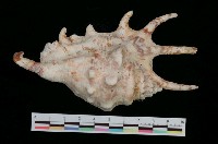 藏品(蜘蛛螺)的圖片